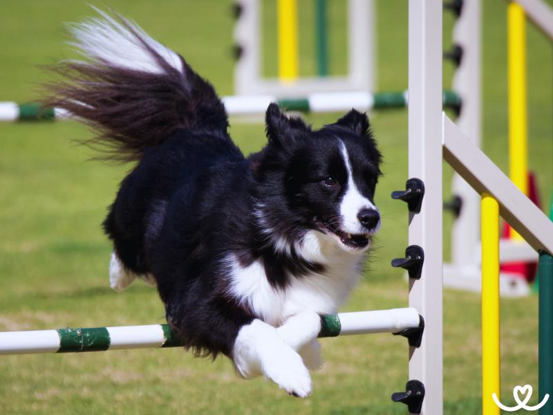Psi-sporty-agility (12)